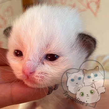 chaton Ragdoll chocolate point & blanc RedCharm Ibérys Trycoline’s