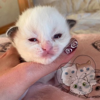 chaton Ragdoll chocolate point & blanc RedCharm Ibérys Trycoline’s