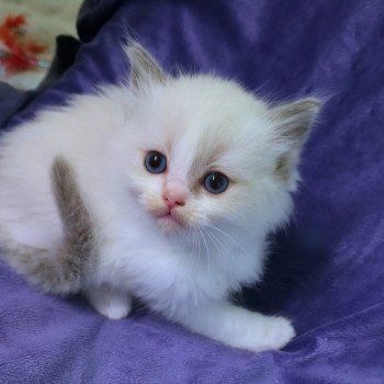 chaton Ragdoll blue point bicolor Anekyo (Collier blanc) Trycoline’s chaton Ragdoll blue point bicolor Anekyo (Collier blanc) Trycoline’s