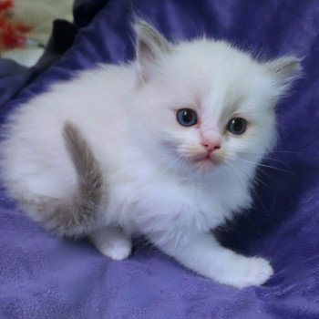 chaton Ragdoll blue point bicolor Anekyo (Collier blanc) Trycoline’s chaton Ragdoll blue point bicolor Anekyo (Collier blanc) Trycoline’s
