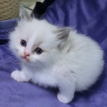 chaton Ragdoll blue point bicolor Anekyo (Collier blanc) Trycoline’s chaton Ragdoll blue point bicolor Anekyo (Collier blanc) Trycoline’s