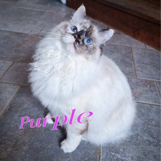 Trycoline’s Violet Purple Plum Collier blanc Femelle Ragdoll