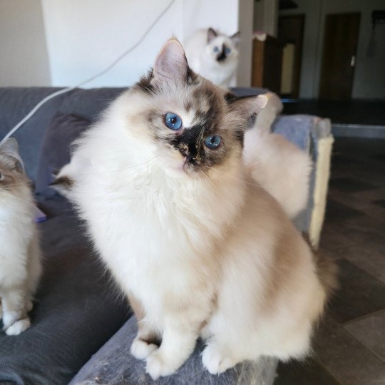 Trycoline’s Violet Purple Plum Femelle Ragdoll