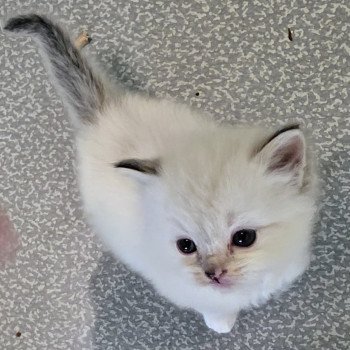 chaton Ragdoll seal tortie tabby point mitted Collier Jaune Trycoline’s chaton Ragdoll seal tortie tabby point mitted Collier Jaune Trycoline’s