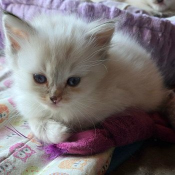 chaton Ragdoll seal tortie tabby point mitted Anëlya-Synn (Collier Jaune) Trycoline’s chaton Ragdoll seal tortie tabby point mitted Anëlya-Synn (Collier Jaune) Trycoline’s