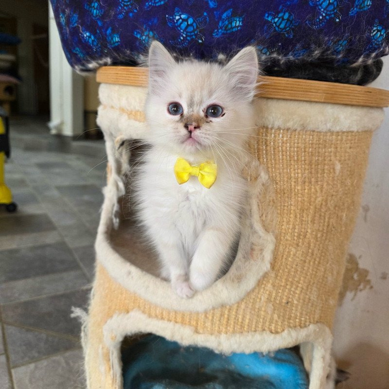 Trycoline’s Anëlya-Synn Femelle Ragdoll