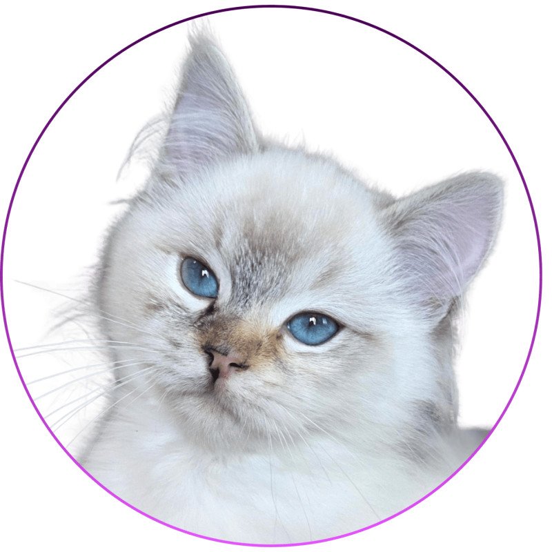 Trycoline’s Anëlya-Synn Femelle Ragdoll