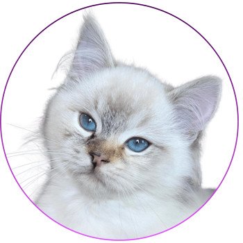 chat Ragdoll seal tortie tabby point mitted Anëlya-Synn Trycoline’s