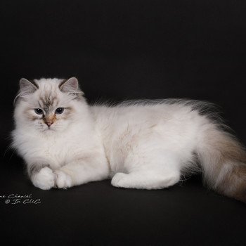chat Ragdoll seal tortie tabby point mitted Anëlya-Synn Trycoline’s