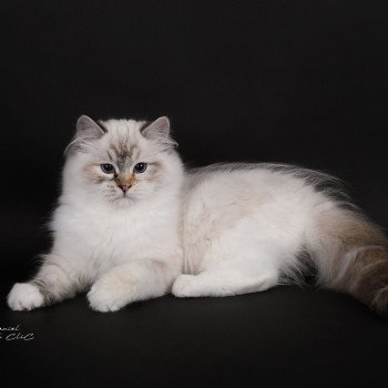 chat Ragdoll seal tortie tabby point mitted Anëlya-Synn Trycoline’s