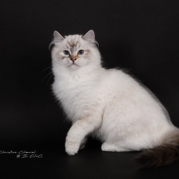 chat Ragdoll seal tortie tabby point mitted Anëlya-Synn Trycoline’s
