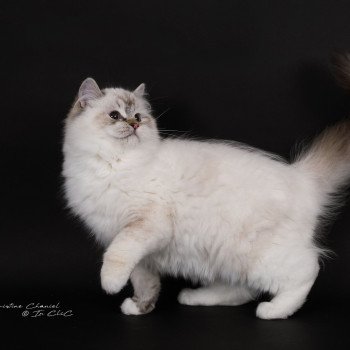 chat Ragdoll seal tortie tabby point mitted Anëlya-Synn Trycoline’s