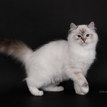 chat Ragdoll seal tortie tabby point mitted Anëlya-Synn Trycoline’s