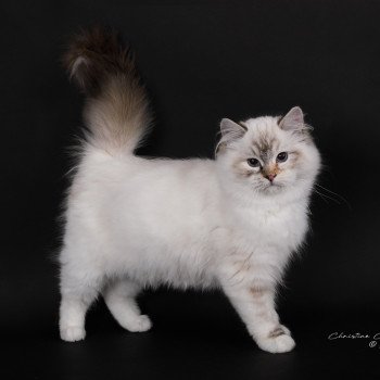 chat Ragdoll seal tortie tabby point mitted Anëlya-Synn Trycoline’s