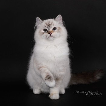 chat Ragdoll seal tortie tabby point mitted Anëlya-Synn Trycoline’s