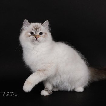 chat Ragdoll seal tortie tabby point mitted Anëlya-Synn Trycoline’s