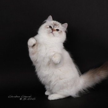 chat Ragdoll seal tortie tabby point mitted Anëlya-Synn Trycoline’s