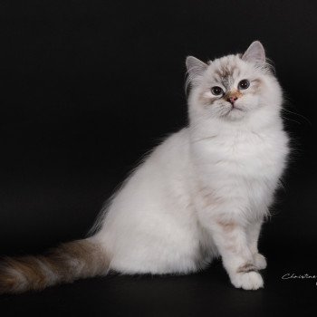 chat Ragdoll seal tortie tabby point mitted Anëlya-Synn Trycoline’s