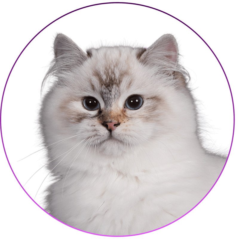 Trycoline’s Anëlya-Synn Femelle Ragdoll