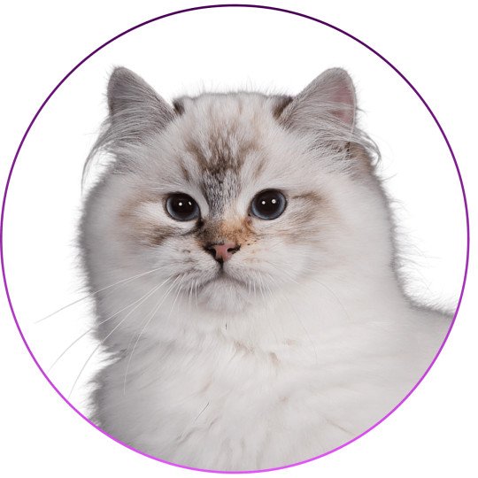 Trycoline’s Anëlya-Synn Femelle Ragdoll