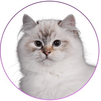 chat Ragdoll seal tortie tabby point mitted Anëlya-Synn Trycoline’s