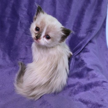 chaton Ragdoll Aurenza (Collier Lilac) Trycoline’s chaton Ragdoll Aurenza (Collier Lilac) Trycoline’s