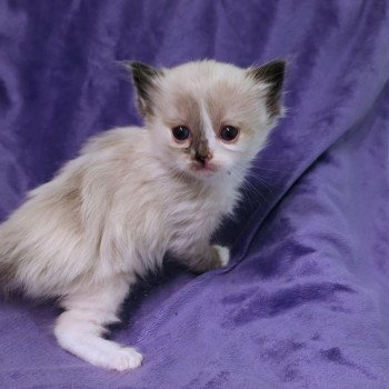 chaton Ragdoll Aurenza (Collier Lilac) Trycoline’s chaton Ragdoll Aurenza (Collier Lilac) Trycoline’s