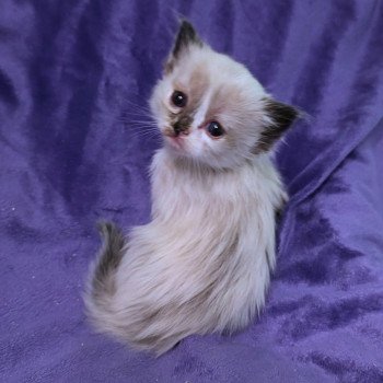 chaton Ragdoll Aurenza (Collier Lilac) Trycoline’s chaton Ragdoll Aurenza (Collier Lilac) Trycoline’s