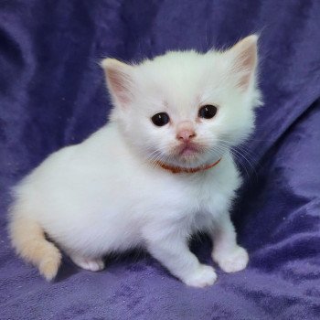 chaton Ragdoll Collier Orange Trycoline’s chaton Ragdoll Collier Orange Trycoline’s