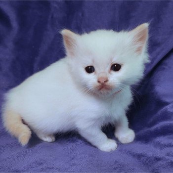 chaton Ragdoll Collier Orange Trycoline’s chaton Ragdoll Collier Orange Trycoline’s