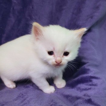 chaton Ragdoll Collier Orange Trycoline’s chaton Ragdoll Collier Orange Trycoline’s