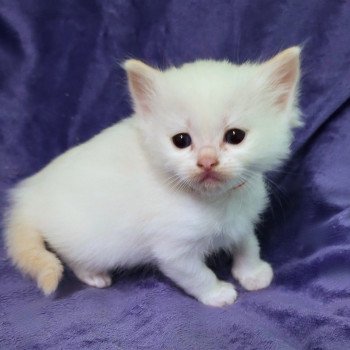chaton Ragdoll Collier Orange Trycoline’s chaton Ragdoll Collier Orange Trycoline’s