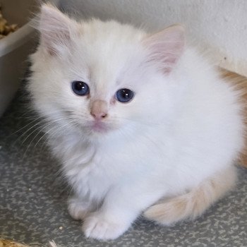 chaton Ragdoll Azérya (Collier Orange) Trycoline’s chaton Ragdoll Azérya (Collier Orange) Trycoline’s