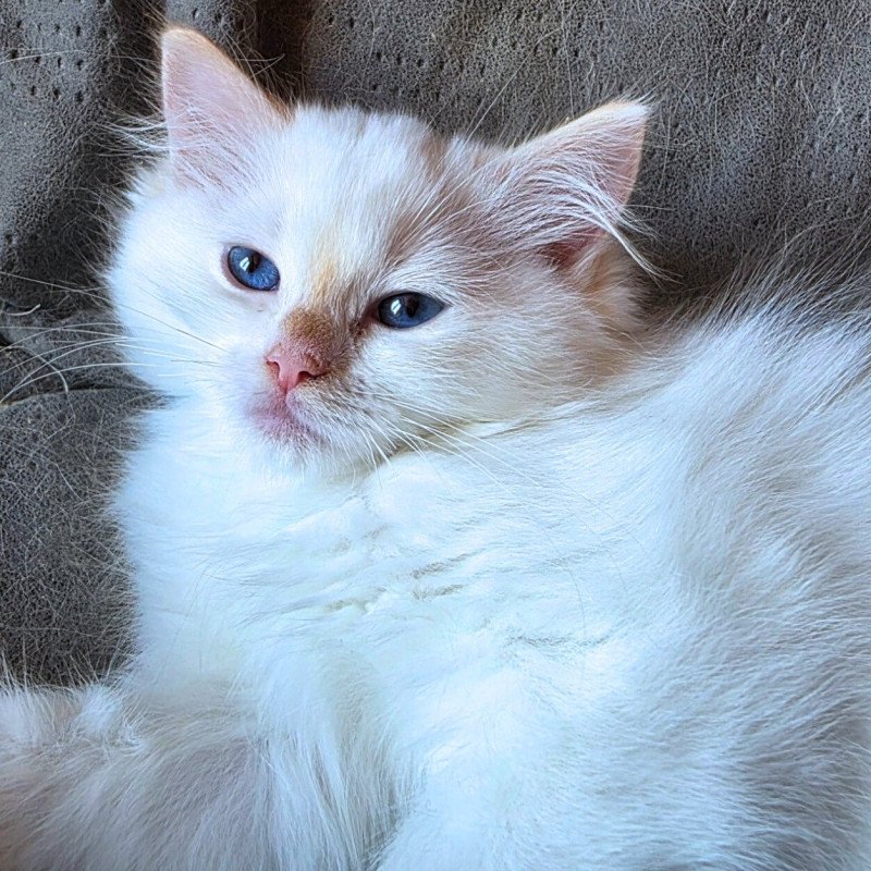 Trycoline’s Azérya-Lüwen (Collier Orange) Femelle Ragdoll