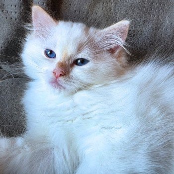chaton Ragdoll red point mitted Azérya-Lüwen (Collier Orange) Trycoline’s chaton Ragdoll red point mitted Azérya-Lüwen (Collier Orange) Trycoline’s