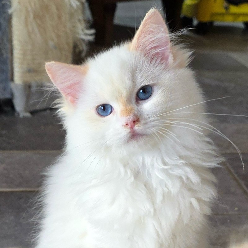 Trycoline’s Azérya-Lüwen Femelle Ragdoll
