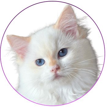 chat Ragdoll red point bicolor Azérya-Lüwen Trycoline’s