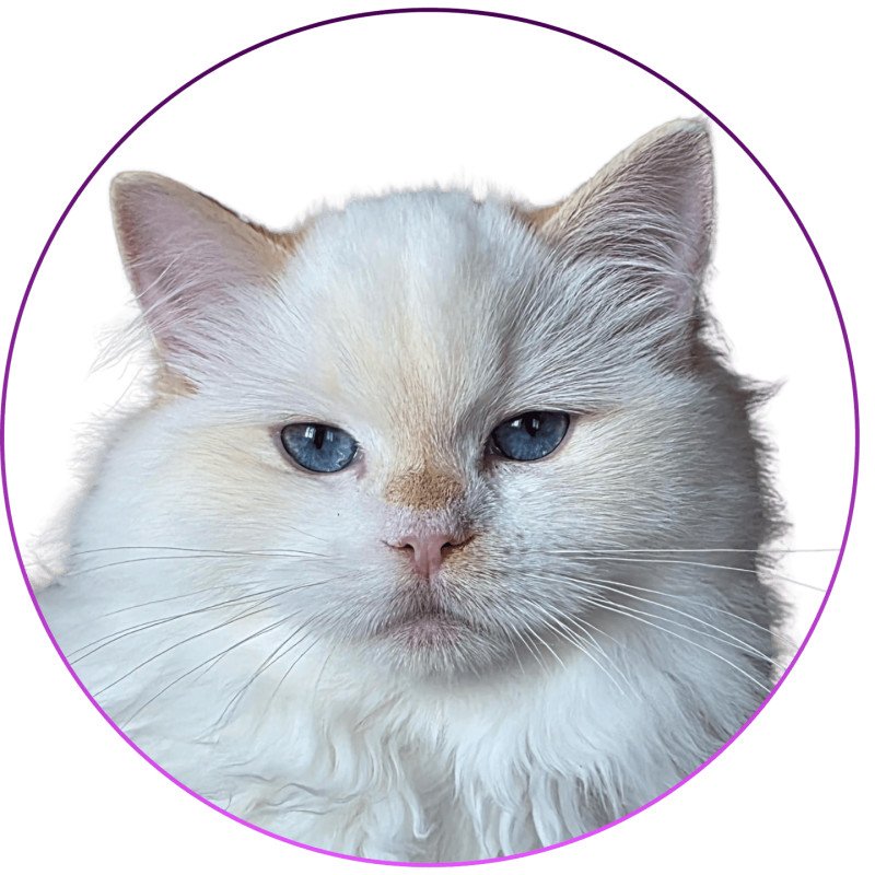 Trycoline’s Azérya-Lüwen Femelle Ragdoll