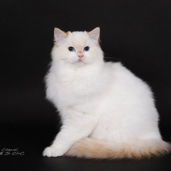 chat Ragdoll red point bicolor Azérya-Lüwen Trycoline’s