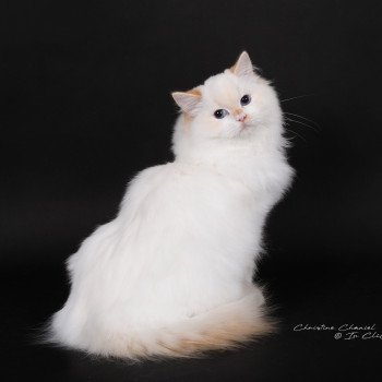 chat Ragdoll red point bicolor Azérya-Lüwen Trycoline’s