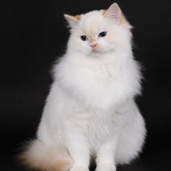 chat Ragdoll red point bicolor Azérya-Lüwen Trycoline’s