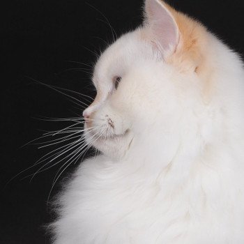 chat Ragdoll red point bicolor Azérya-Lüwen Trycoline’s