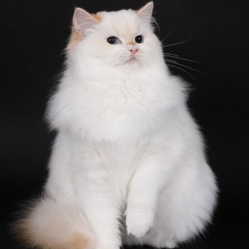 chat Ragdoll red point bicolor Azérya-Lüwen Trycoline’s