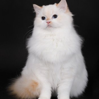 chat Ragdoll red point bicolor Azérya-Lüwen Trycoline’s