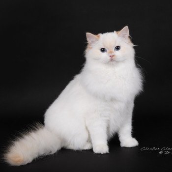 chat Ragdoll red point bicolor Azérya-Lüwen Trycoline’s