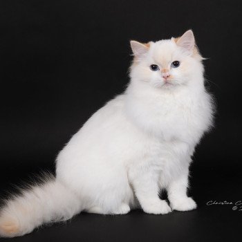 chat Ragdoll red point bicolor Azérya-Lüwen Trycoline’s