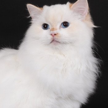 chat Ragdoll red point bicolor Azérya-Lüwen Trycoline’s