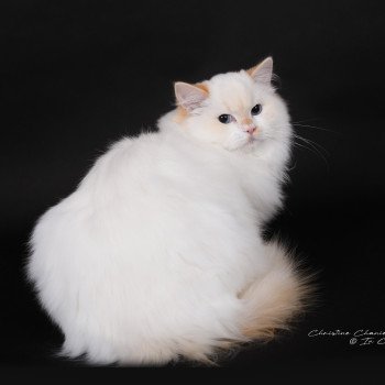 chat Ragdoll red point bicolor Azérya-Lüwen Trycoline’s