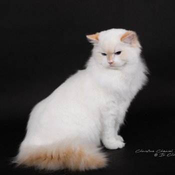 chat Ragdoll red point bicolor Azérya-Lüwen Trycoline’s