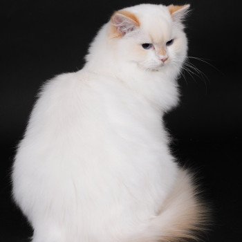 chat Ragdoll red point bicolor Azérya-Lüwen Trycoline’s